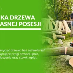 Mężczyzna z piłą łańcuchową ścina drzewo. Dowiedz się, czy można wyciąć świerk na działce bez zezwolenia i jakie są procedury.