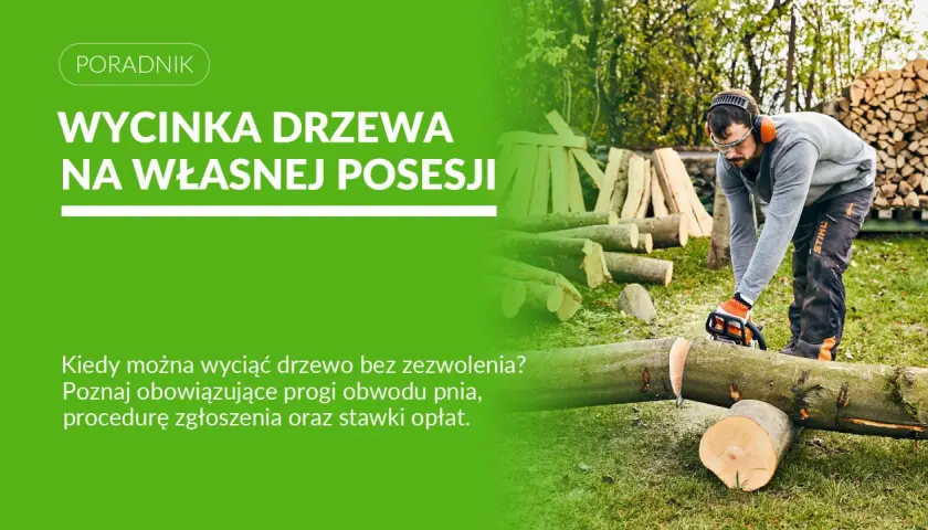 Mężczyzna z piłą łańcuchową ścina drzewo. Dowiedz się, czy można wyciąć świerk na działce bez zezwolenia i jakie są procedury.
