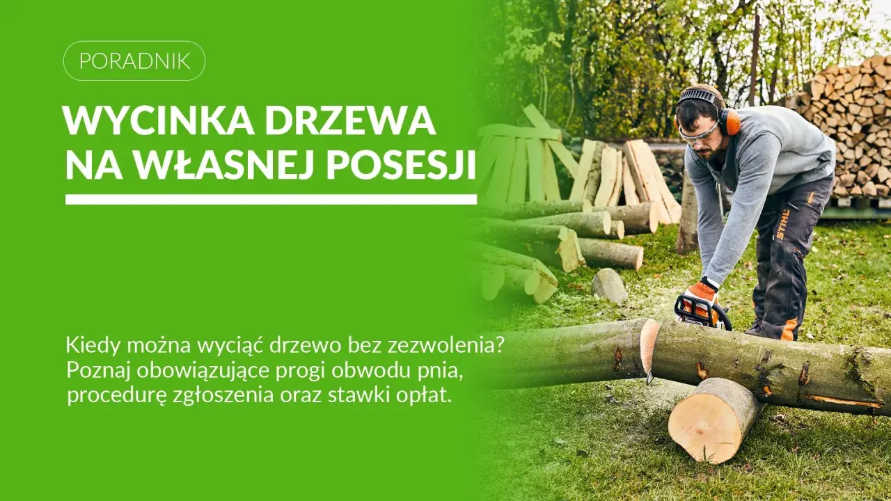 Mężczyzna z piłą łańcuchową ścina drzewo. Dowiedz się, czy można wyciąć świerk na działce bez zezwolenia i jakie są procedury.